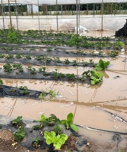 Mersin'de şiddetli yağış! Yollar ve tarım alanları su altında kaldı