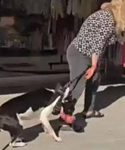 Sokakta kedi parçalayan köpeğin sahibine 95 bin TL ceza kesildi