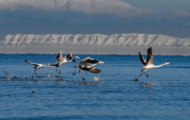 Flamingolar Van Gölü’nü renklendirdi