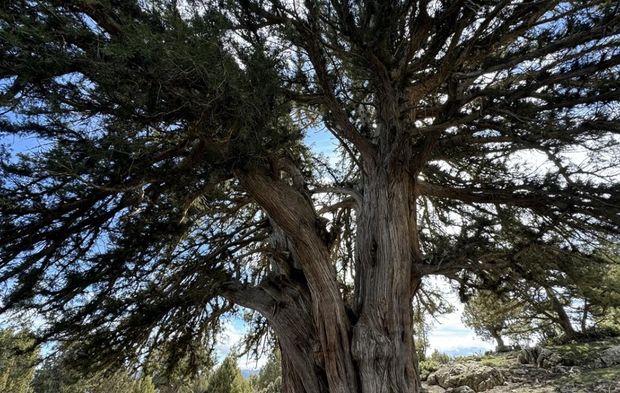 Karaman'da 1931 yaşındaki anıt ağaç asırlara meydan okuyor