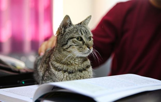 Liselilerle derse giren kedi ‘Pakize’ okulun 470'inci öğrencisi oldu