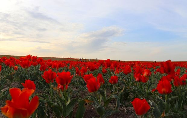 Koruma altındaki bozkır laleleri doğayı kırmızıya boyadı