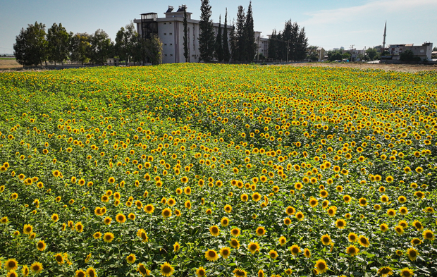 Ayçiçekleri Adana ovasını sarıya boyadı