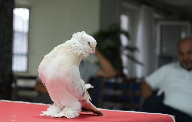 Değeri 5 milyon TL’ye kadar çıkıyor! Ev ve araba parasına satılıyor...