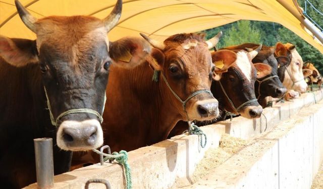 Bakanlıktan hastalık ve kesimlere ilişkin kurbanlık tedbirleri