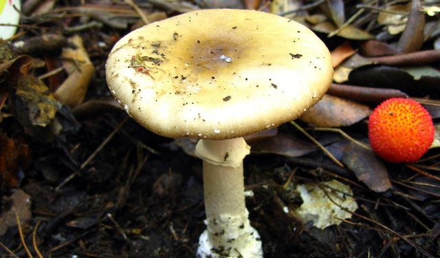 Uzmanından doğadaki mantarlarla ilgili uyarı