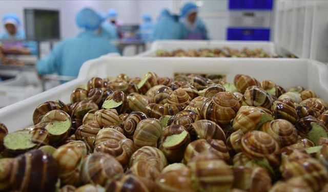 Fransa’da çiftlikten 90 bin euroluk salyangoz çalındı