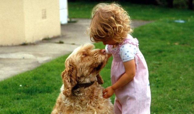 Köpeklerin beyinlerinin 5 bin yıl öncesinden itibaren küçülme gösterdiği belirlendi