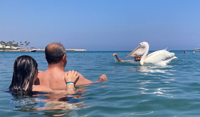 Mersin’de pelikanlarda tatilcilere eşlik etti