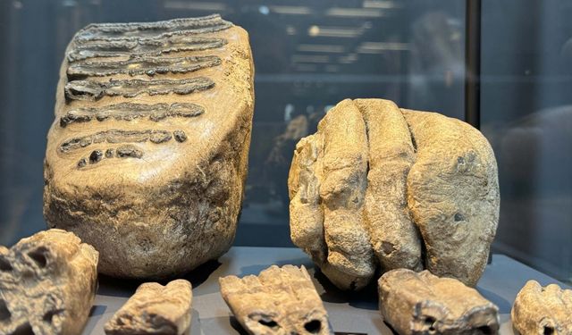 14 yıl önce bulunan mamut fosilleri müzede sergileniyor