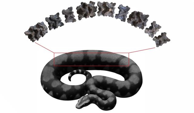 47 milyon yıl önce yaşayan devasa yılana ait fosil bulundu