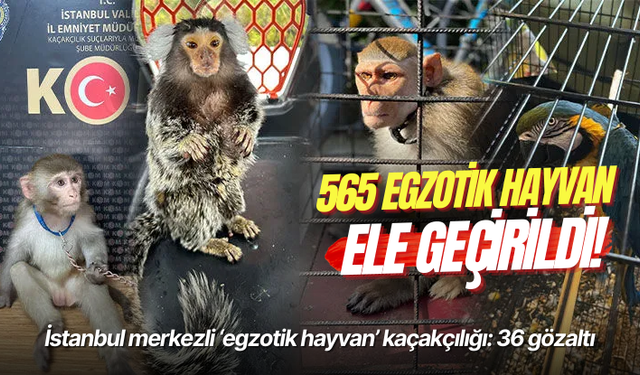 İstanbul merkezli ‘egzotik hayvan’ kaçakçılığı: 36 gözaltı