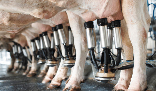 Toplanan inek sütü miktarı ekimde 895 bin 834 ton oldu