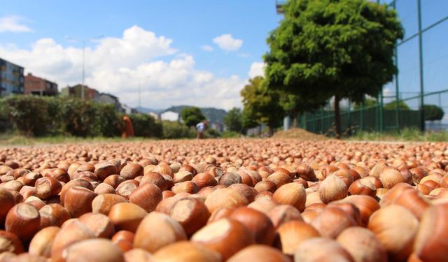 Trabzon’dan 11 ayda 523 milyon dolarlık fındık ihracatı