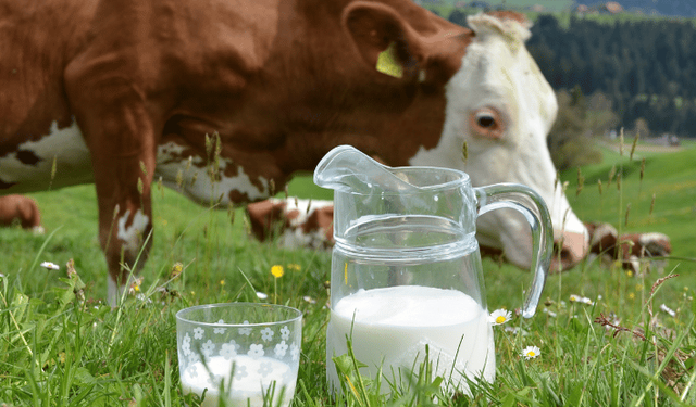 Toplanan inek sütü miktarı martta 1 milyon tonu aştı