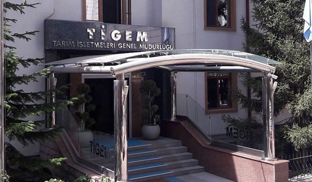 TİGEM safkan 14 Arap kısrağı satacak