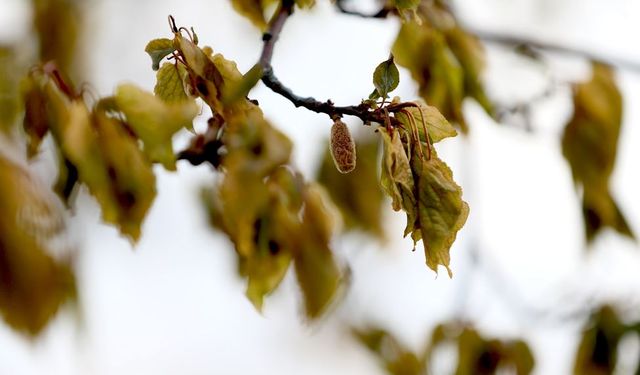 Zirai don nedeniyle üreticilere 23 milyar liralık hasar tazminatı