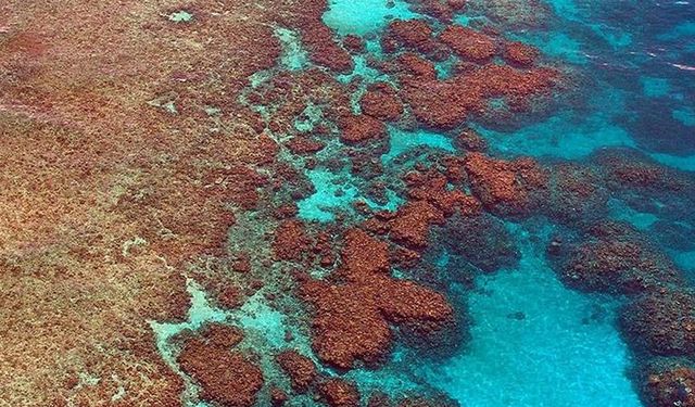 Küresel ısınma 2 dereceyi geçerse Büyük Set Resifi kurtulamayacak