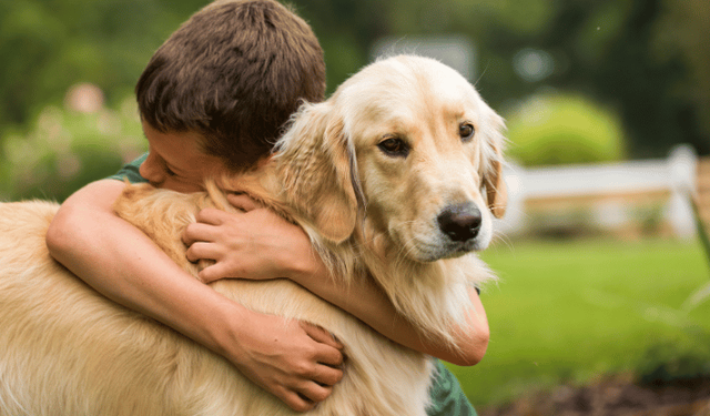 Golden retriever cinsi köpekler ve insanlar arasında ortak duygu genleri keşfedildi