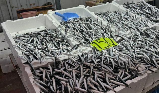 Dün 50 TL'ydi bugün 150! Hava şartları hamsi fiyatını yükseltti
