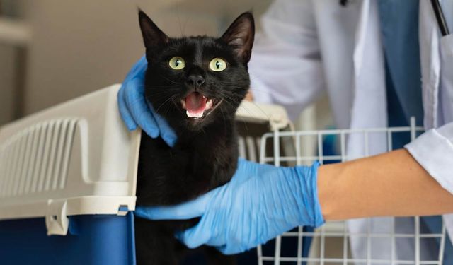 Kedilerin Böbrek Sağlığını Desteklemenin Yolları