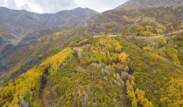 Salördek ormanları sonbaharda doğayla buluşmak isteyenleri ağırlıyor