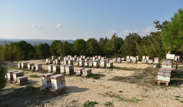 Kilosu 20 bin liraya kadar çıkıyor! Yılda 10 ton üretiliyor, 100 ton sahtesi satılıyor