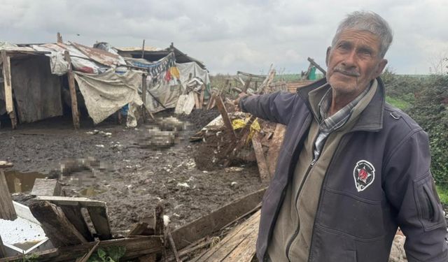 Avcılar'da başıboş köpekler koyun sürüsüne saldırdı! Çok sayıda hayvan telef oldu