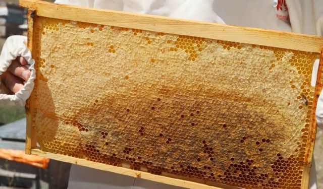 Doğu Karadeniz’den 11 ayda 452 ton bal ihracatı