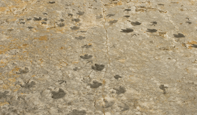 Bilim insanları, Bolivya'da dinozorlara ait 16 bin 600 ayak izi belgeledi