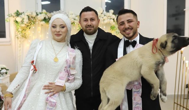 Düğünde gelin ve damada takı yerine çoban köpeği hediye edildi