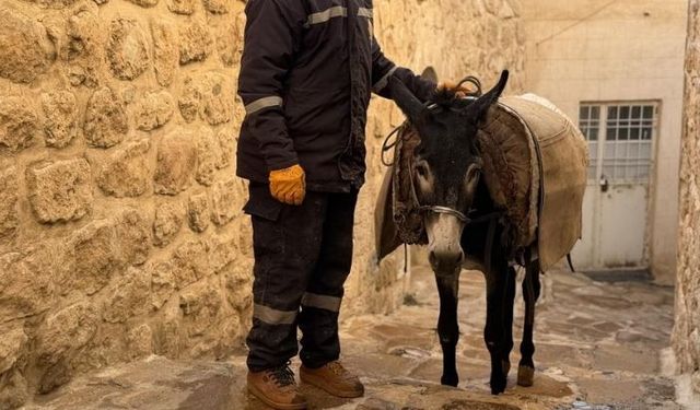 Kadrolu eşekler emekli oluyor! Emekliliğin keyfini orada çıkaracaklar