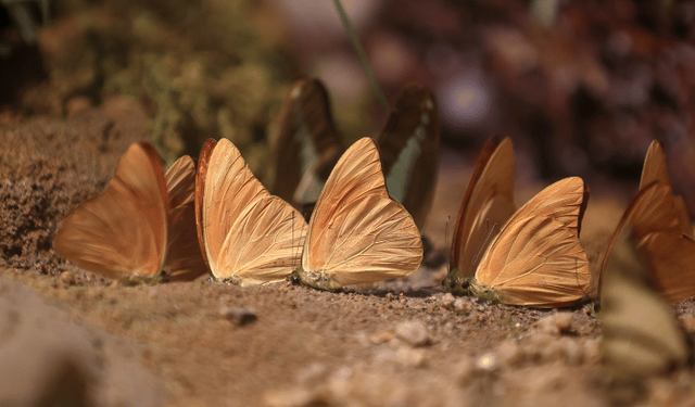 Şebiarus ziyaretçileri kelebeklerin tropikal dünyasını da keşfedecek