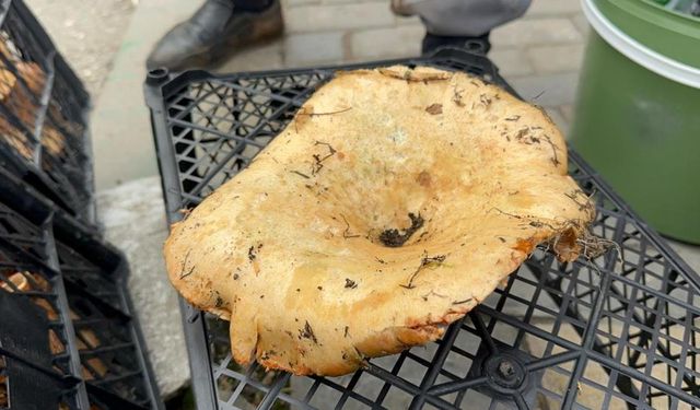 Yağmur yağdı, fiyatı 100 liraya düştü! Faydaları saymakla bitmiyor...