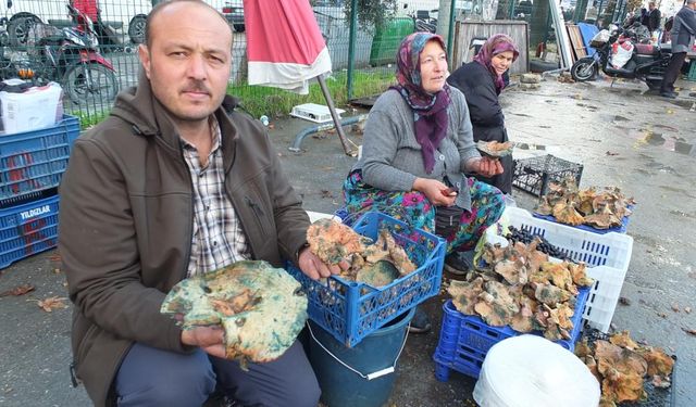 Yağmur yağınca adeta fışkırdı! Kilosu 400 TL’den 100 TL’ye düştü...