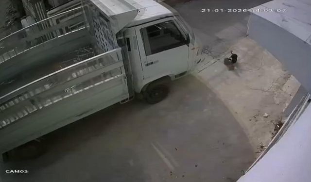 Adana’da kedi ezen sürücüye ‘barınakta çalışma’ cezası