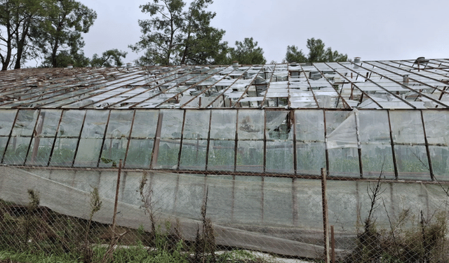 TARSİM, Antalyalı üreticilere 586 milyon lira hasar ödemesi yapacak