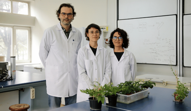 Türk bilim insanları, Ay ve Mars regolitleri benzerinde domates yetiştirdi