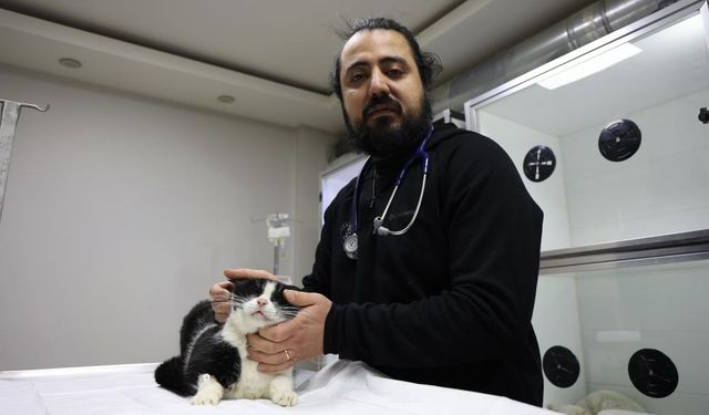 Sivas’ta yürekleri ısıtan mücadele! Yangında yaralanan 11 kedinin gönüllü tedavisini üstlendiler