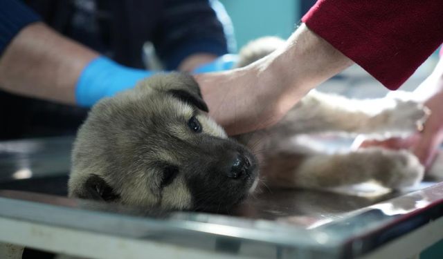 Bayburtlu şoförden insanlık dersi! Yaralı köpeğe umut oldu...