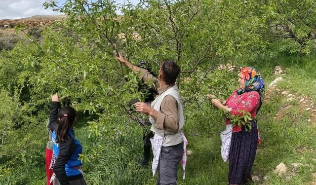 Baharın habercisi tezgâhlarda! Kilogramı 150 TL...