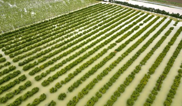 Mersin'de sağanak: Tarım arazileri su altında kaldı