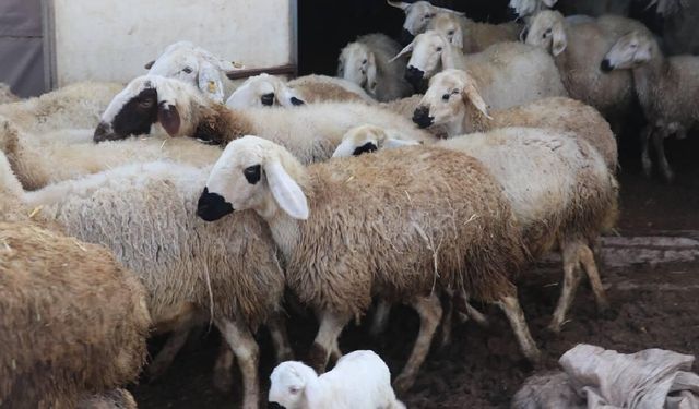 Almanya'da büyükbaş hırsızlığı ekipleri alarma geçirdi: 149 hayvan çalındı