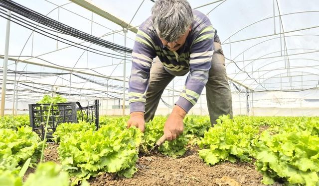 Tarlada 15, markette 100 TL! "Bunun sebebi aracılardır"