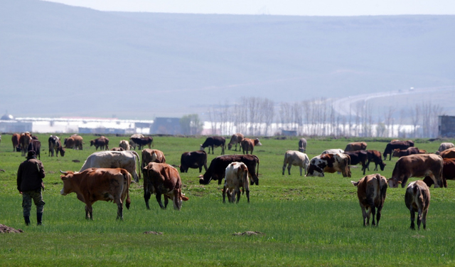 Kurbanlık alacaklar dikkat! Sosyal medyada yeni dolandırıcılık yöntemi