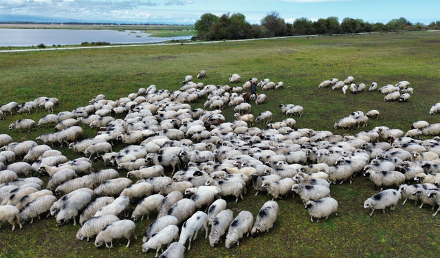Samsun’da asırlık yayla göçü geleneği sürüyor
