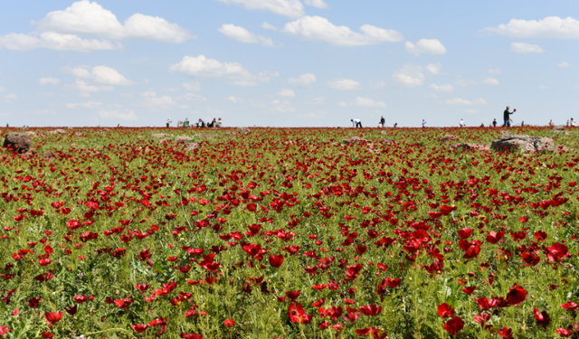 Şanlıurfa’da gelincik tarlaları doğaseverlerin ilgi odağı