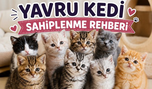 Yavru Kedi Sahiplenme Sitesi Rehberi: Güvenilir Platform Nasıl Seçilir?