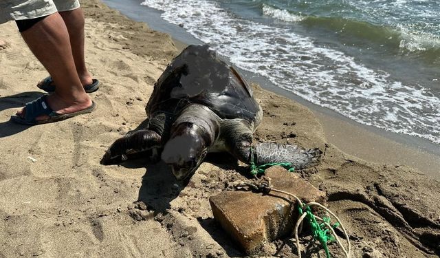 Aynı bölgede ikinci vaka: Deniz kaplumbağasının ayağına taş bağladılar