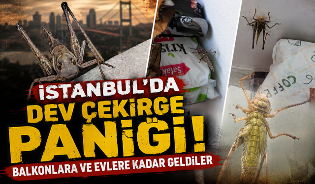 İstanbul'da dev çekirge paniği! Balkonlara ve evlere kadar geldiler
